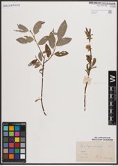 Foto von Salix caprea L. x Salix repens L.